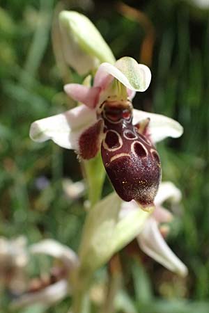 Ophrys astarte \ Kleine Nabel-Ragwurz / Venus Bee Orchid, Zypern/Cyprus,  Baths of Aphrodite 27.3.2025 