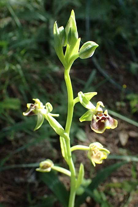 Ophrys aphrodite \ Aphrodite Ragwurz / Aphrodite Orchid, Zypern/Cyprus,  Baths of Aphrodite 27.3.2025 