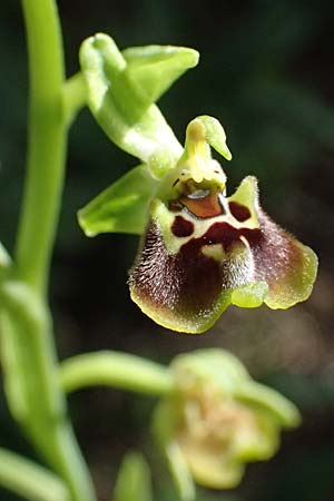Ophrys aphrodite \ Aphrodite Ragwurz / Aphrodite Orchid, Zypern/Cyprus,  Baths of Aphrodite 27.3.2025 