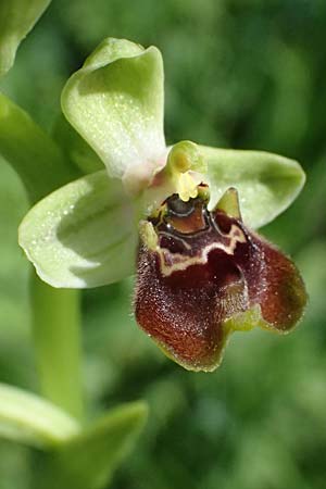 Ophrys aphrodite \ Aphrodite Ragwurz / Aphrodite Orchid, Zypern/Cyprus,  Baths of Aphrodite 27.3.2025 