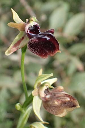Ophrys posteria \ Spätblühende Ragwurz / Late Flower Orchid, Zypern/Cyprus,  Pegeia 30.3.2025 