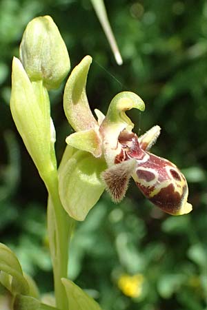 Ophrys astarte \ Kleine Nabel-Ragwurz / Venus Bee Orchid, Zypern/Cyprus,  Prov.Paphos, Episkopi 31.3.2025 