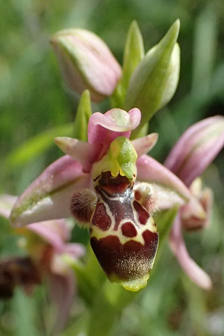 Ophrys astarte \ Kleine Nabel-Ragwurz / Venus Bee Orchid, Zypern/Cyprus,  Prov.Paphos, Episkopi 31.3.2025 