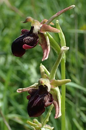 Ophrys alasiatica \ Alasia-Ragwurz, Zypern,  Prov. Paphos, Episkopi 31.3.2025 