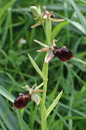 Ophrys alasiatica \ Alasia-Ragwurz, Zypern,  Prov. Paphos, Episkopi 31.3.2025 