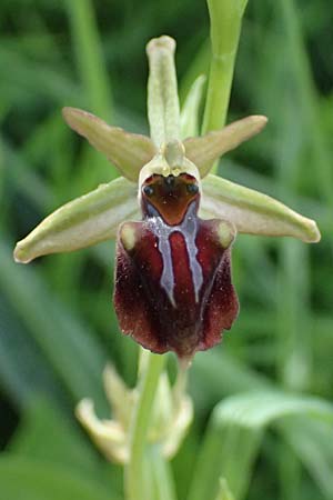Ophrys alasiatica \ Alasia-Ragwurz, Zypern,  Prov. Paphos, Episkopi 31.3.2025 