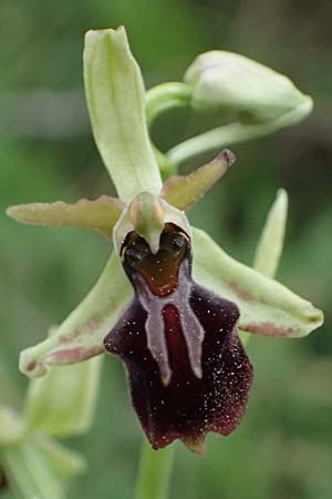 Ophrys alasiatica / Alasia Bee Orchid, Cyprus,  Kato Archimandrita 1.4.2025 
