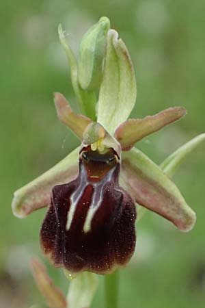 Ophrys alasiatica / Alasia Bee Orchid, Cyprus,  Kato Archimandrita 1.4.2025 