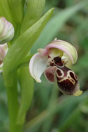 Ophrys orientalis \ Nabel-Ragwurz, Zypern,  Kato Archimandrita 1.4.2025 