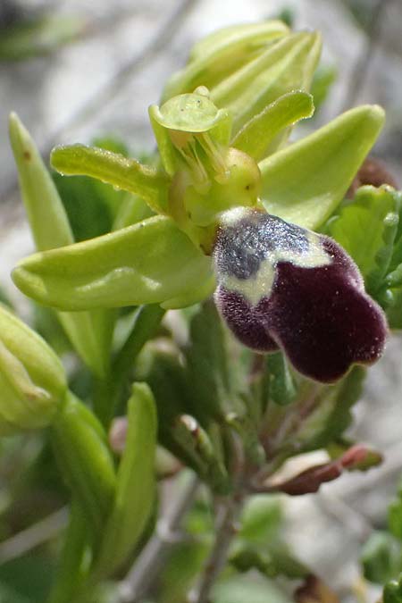 Ophrys cinereophila \ Kleinblütige Braune Ragwurz / Small-Flowered Dull Bee Orchid, Zypern/Cyprus,  Pano Lefkara 25.3.2025 