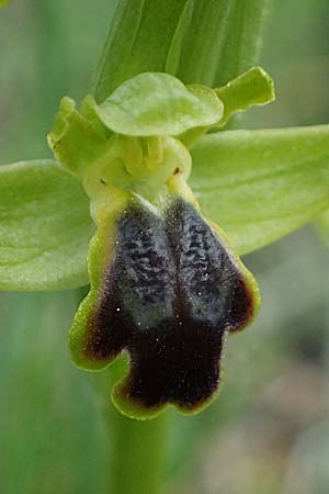 Ophrys cinereophila \ Kleinblütige Braune Ragwurz / Small-Flowered Dull Bee Orchid, Zypern/Cyprus,  Lagoudera 26.3.2025 