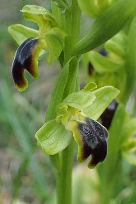Ophrys cinereophila \ Kleinblütige Braune Ragwurz / Small-Flowered Dull Bee Orchid, Zypern/Cyprus,  Lagoudera 26.3.2025 