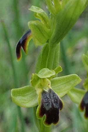 Ophrys cinereophila \ Kleinblütige Braune Ragwurz / Small-Flowered Dull Bee Orchid, Zypern/Cyprus,  Lagoudera 26.3.2025 