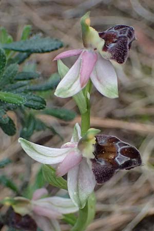 Ophrys elegans / Elegant Bee Orchid, Cyprus,  Akamas,Neo Chorio 20.3.2025 