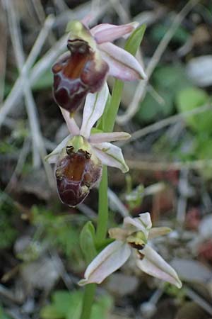 Ophrys elegans \ Zierliche Ragwurz / Elegant Bee Orchid, Zypern/Cyprus,  Baths of Aphrodite 27.3.2025 
