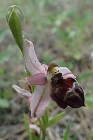 Ophrys elegans \ Zierliche Ragwurz, Zypern,  Baths of Aphrodite 27.3.2025 