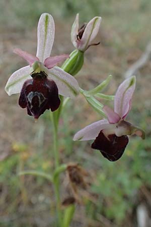 Ophrys elegans \ Zierliche Ragwurz, Zypern,  Baths of Aphrodite 27.3.2025 