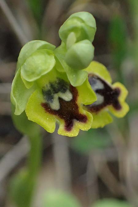 Ophrys sicula subsp. galilaea \ Galiläa-Ragwurz / Galilee Bee Orchid, Zypern/Cyprus,  Tochni 21.3.2025 
