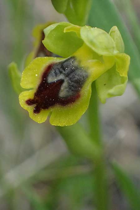 Ophrys sicula subsp. galilaea \ Galiläa-Ragwurz / Galilee Bee Orchid, Zypern/Cyprus,  Tochni 21.3.2025 