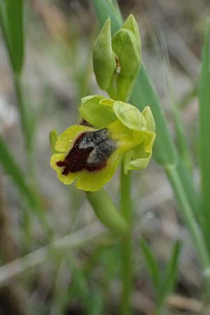Ophrys sicula subsp. galilaea \ Galiläa-Ragwurz / Galilee Bee Orchid, Zypern/Cyprus,  Tochni 21.3.2025 