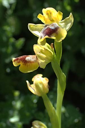 Ophrys sicula subsp. galilaea \ Galiläa-Ragwurz / Galilee Bee Orchid, Zypern/Cyprus,  Kivides 23.3.2025 