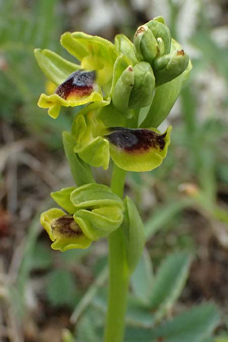 Ophrys sicula subsp. galilaea \ Galiläa-Ragwurz / Galilee Bee Orchid, Zypern/Cyprus,  Pano Lefkara 25.3.2025 