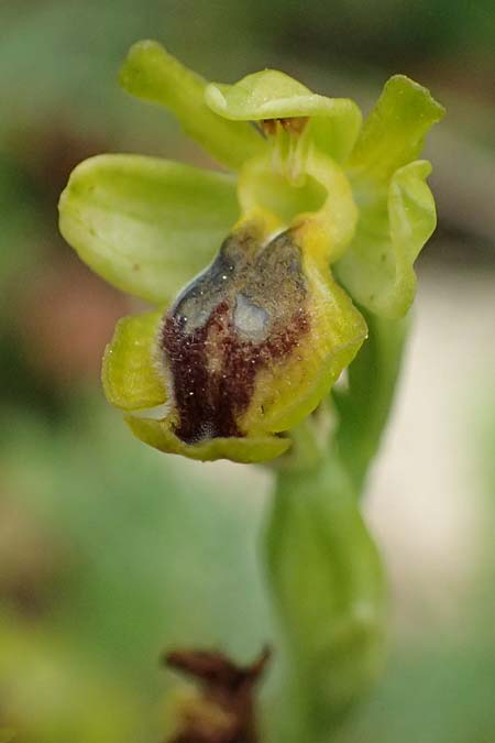 Ophrys sicula subsp. galilaea \ Galiläa-Ragwurz / Galilee Bee Orchid, Zypern/Cyprus,  Pegeia 30.3.2025 