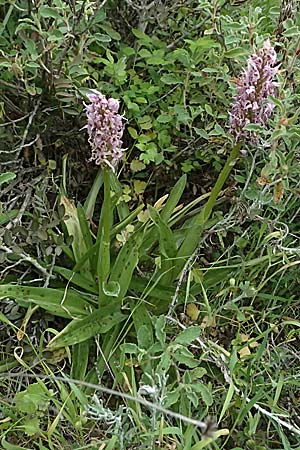 Orchis italica \ Italienisches Knabenkraut / Wavy-Leaved Monkey Orchid, Italian Man Orchid, Zypern/Cyprus,  Tochni 21.3.2025 