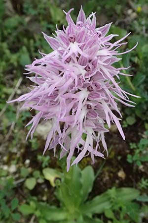 Orchis italica \ Italienisches Knabenkraut, Zypern,  Kouklia 30.3.2025 