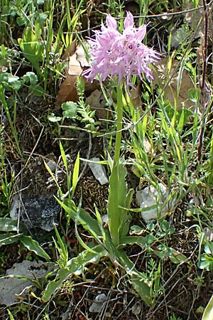 Orchis italica \ Italienisches Knabenkraut, Zypern,  Prov. Paphos, Episkopi 30.3.2025 