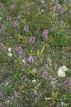 Orchis italica / Wavy-Leaved Monkey Orchid, Italian Man Orchid, Cyprus,  Kato Archimandrita 1.4.2025 