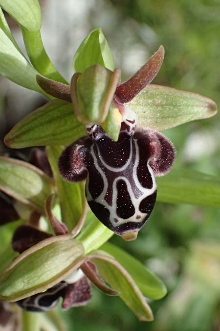 Ophrys kotschyi \ Kotschys Ragwurz / Cyprus Bee Orchid, Zypern/Cyprus,  Pano Lefkara 25.3.2025 