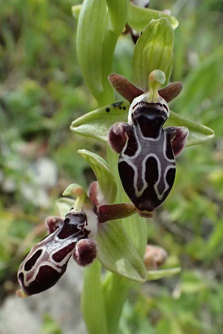 Ophrys kotschyi \ Kotschys Ragwurz / Cyprus Bee Orchid, Zypern/Cyprus,  Pano Lefkara 25.3.2025 