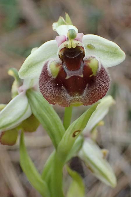Ophrys levantina / Levant Ophrys, Cyprus,  Akamas,Neo Chorio 20.3.2025 