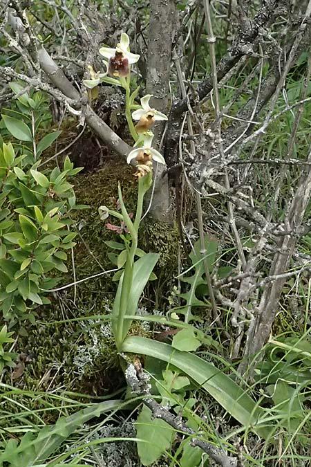 Ophrys levantina \ Levantinische Ragwurz / Levant Ophrys, Zypern/Cyprus,  Lagoudera 26.3.2025 