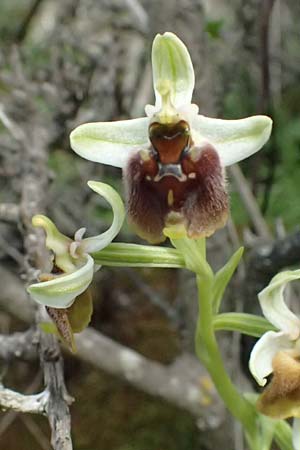 Ophrys levantina \ Levantinische Ragwurz / Levant Ophrys, Zypern/Cyprus,  Lagoudera 26.3.2025 