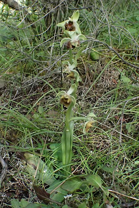 Ophrys levantina \ Levantinische Ragwurz / Levant Ophrys, Zypern/Cyprus,  Lagoudera 26.3.2025 
