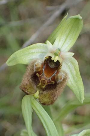 Ophrys levantina \ Levantinische Ragwurz / Levant Ophrys, Zypern/Cyprus,  Lagoudera 26.3.2025 