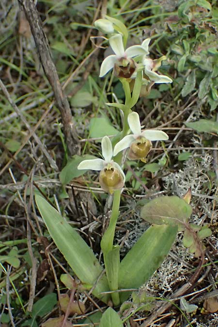 Ophrys levantina \ Levantinische Ragwurz / Levant Ophrys, Zypern/Cyprus,  Lagoudera 26.3.2025 