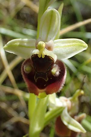 Ophrys levantina \ Levantinische Ragwurz / Levant Ophrys, Zypern/Cyprus,  Lagoudera 26.3.2025 