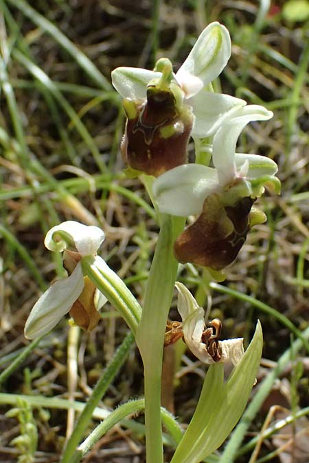 Ophrys levantina \ Levantinische Ragwurz / Levant Ophrys, Zypern/Cyprus,  Lagoudera 26.3.2025 