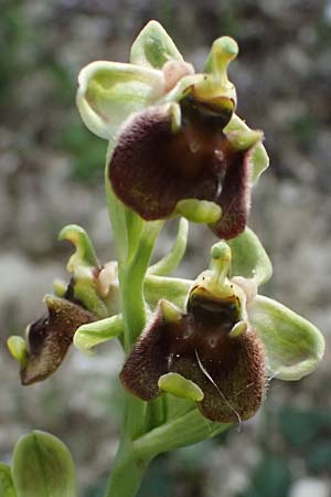 Ophrys levantina / Levant Ophrys, Cyprus,  Kourion 30.3.2025 