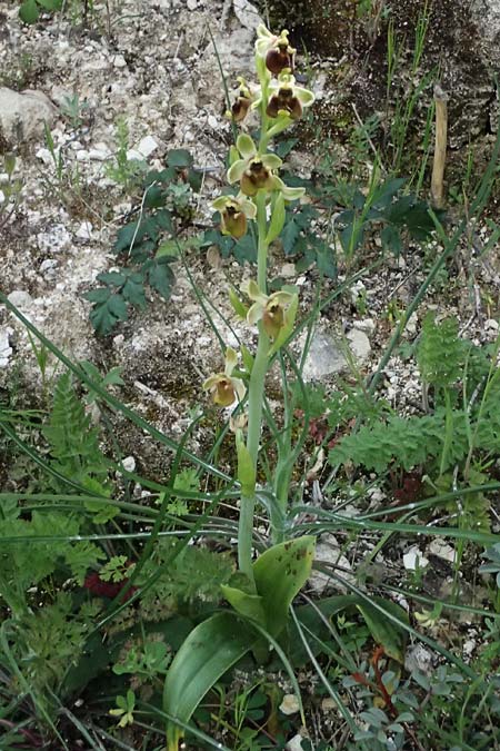Ophrys levantina / Levant Ophrys, Cyprus,  Kourion 30.3.2025 
