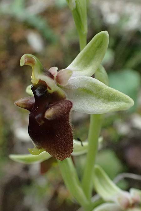 Ophrys levantina \ Levantinische Ragwurz / Levant Ophrys, Zypern/Cyprus,  Kato Archimandrita 1.4.2025 