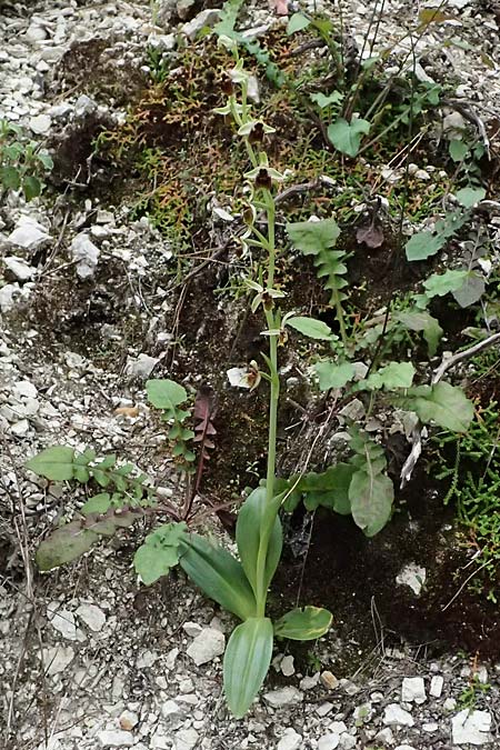 Ophrys levantina \ Levantinische Ragwurz / Levant Ophrys, Zypern/Cyprus,  Kato Archimandrita 1.4.2025 