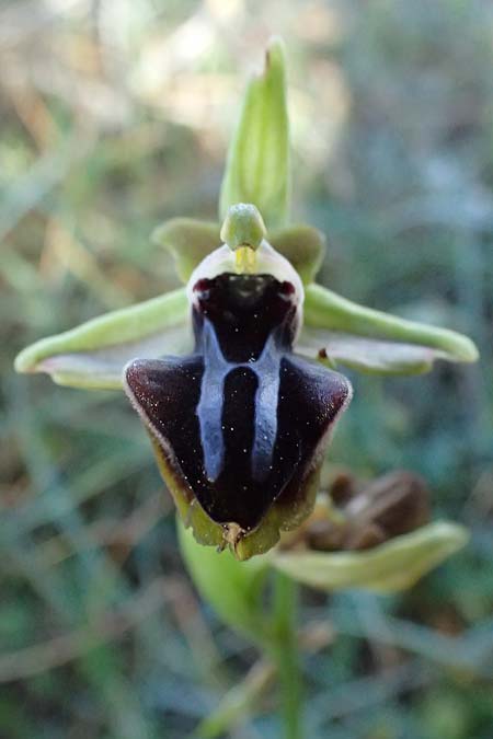 Ophrys morio \ Narrenkappen-Ragwurz, Zypern,  Akamas,Neo Chorio 20.3.2025 