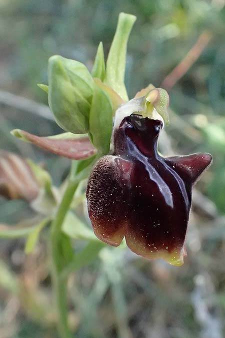 Ophrys morio \ Narrenkappen-Ragwurz, Zypern,  Akamas,Neo Chorio 20.3.2025 