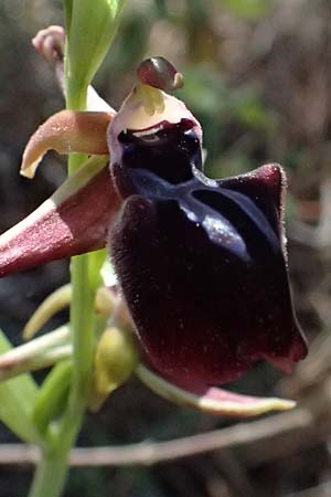 Ophrys morio \ Narrenkappen-Ragwurz, Zypern,  Akamas,Neo Chorio 20.3.2025 