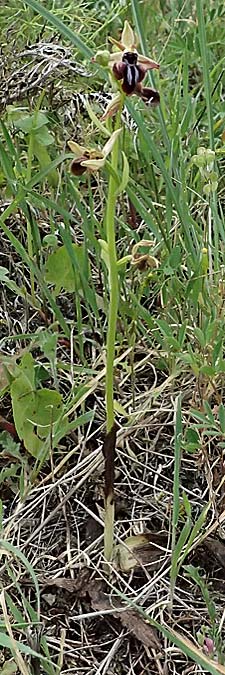 Ophrys posteria \ Spätblühende Ragwurz, Zypern,  Pano Lefkara 25.3.2025 