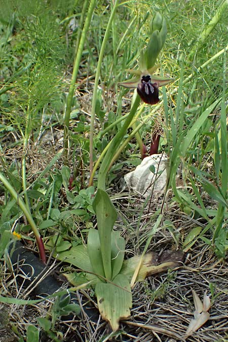 Ophrys posteria \ Spätblühende Ragwurz, Zypern,  Pano Lefkara 25.3.2025 